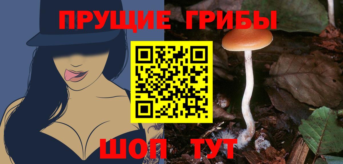 Псилоцибиновые грибы Psilocybe Ростов Великий